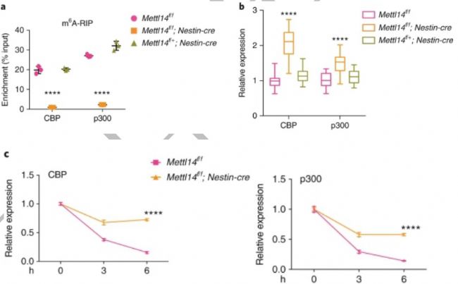 RNA-seq分析敲除Mettl14導致組蛋白修飾在全基因組范圍內發生改變,從而影響基因表達